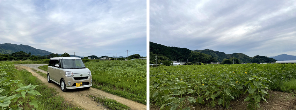 出間(いずま)ひまわり畑